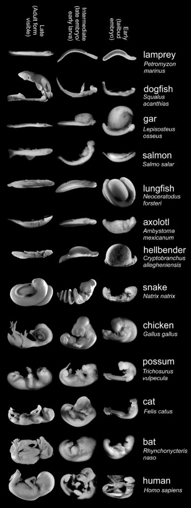 richardson_embryos