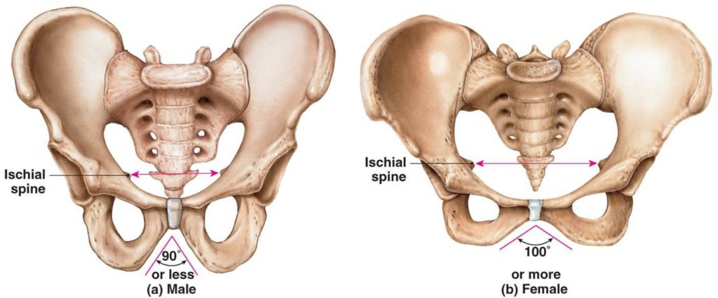 pelvic-bone-in-woman-gluteal-tendinopathy-and-lateral-hip-pain-why-do-women-suffer